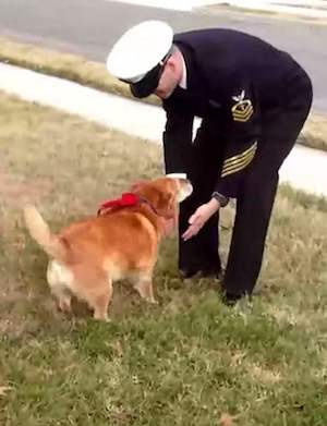 soldier reunion with dog -YouTube
