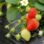 strawberries flowering-Iceman0-Morguefile