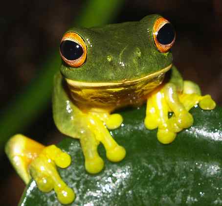 orange-eyed green tree frog-by Rainforest Harley-Foter-CC
