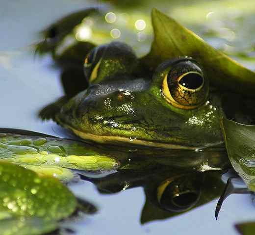 frog peeks out of water - Ucumari-Foter-CC
