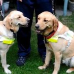 guide dogs fall in love- Staffordshire Sentinel Video clilp
