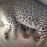 Persian leopard cubs -Russian Ministry Natural Resources