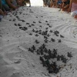 turtle babies crawl-Sea Turtle Conservation Bonaire
