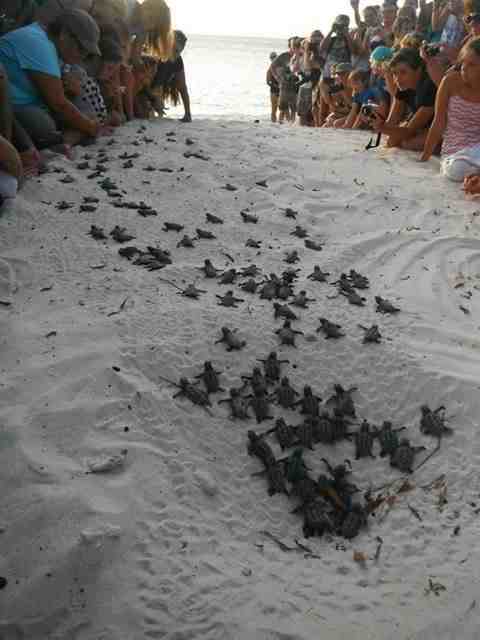 turtle babies crawl-Sea Turtle Conservation Bonaire