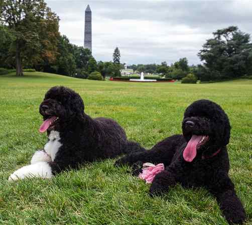 Bo and Sunny on WH grounds