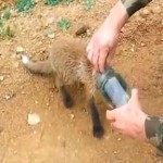 animal with jar rescue-YouTube
