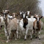 goat herd-thomas lieser-Flickr-CC