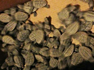 sea turtle hatchlings-Sarasota-Police-Dept