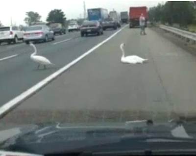 swans on highway-newsvid