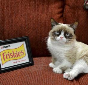Grumpy cat with Friskies logo