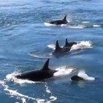 Orca whales in Canada - YouTube