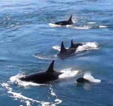 Orca whales in Canada - YouTube