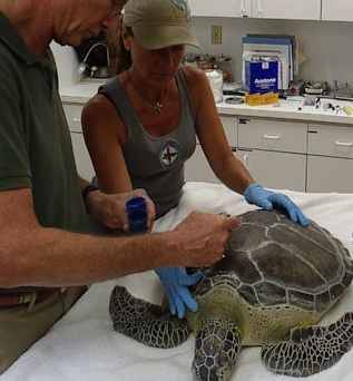 doctoring sea turtle-TurtleHospitalFlorida