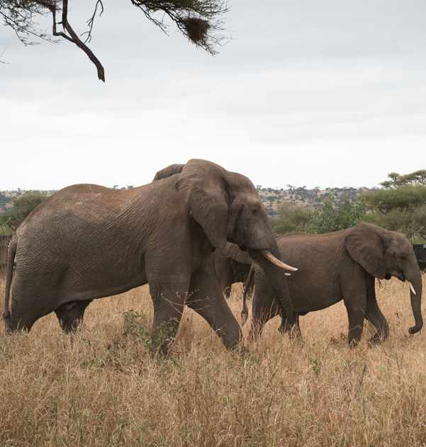 elephants African Clinton Global Initiative photo