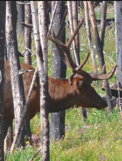 elk in Yellowstone