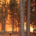 fire Forest Service worker-CAL FIRE