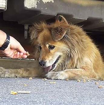 stray dog lured by food - HopeForPaws photo