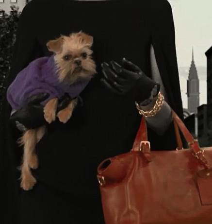 Dog fashion show Ralph Lauren photo