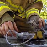 Firefighter rescues kitten