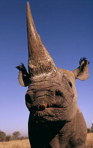 Rhino-Martin Harvey-WWF-use-only