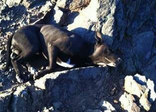 injured pitbull arizona