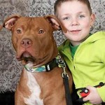 pit bull tator tot and boy - family photo