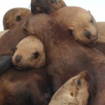 sea lions eastern Steller-AlaskaDeptFishGame-JamieKing