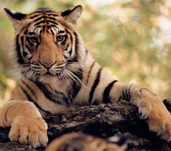 Tiger WWF photo