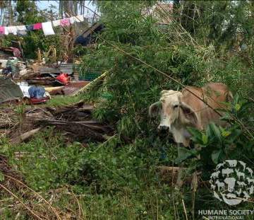 cow in poverty Philippines-HumanSocietyIntl
