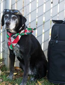 doggie airlift-Wings of Rescue-400px