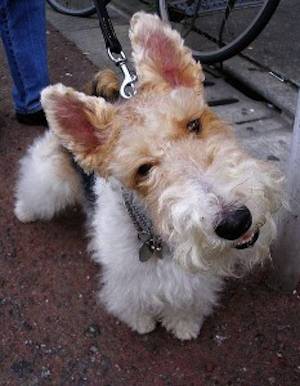 terrier wire fox-AARPblog