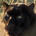 leopard in The Animal Communicator video