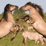 horses by Mark Hamblin/rewildingeurope.com