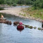 river Christmas Trees for Coho-tualatin valley trout unlimited