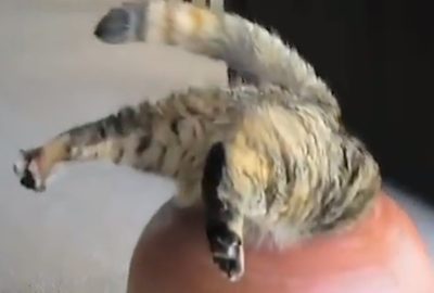cat butt sticks out of pot-YouTube