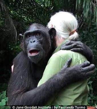 chimp hugs Jane Goodall