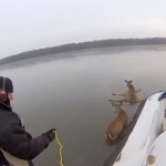 deer stuck on ice-hovercraft-GoProYouTube