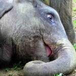 elephant baby-cc-niel schubert