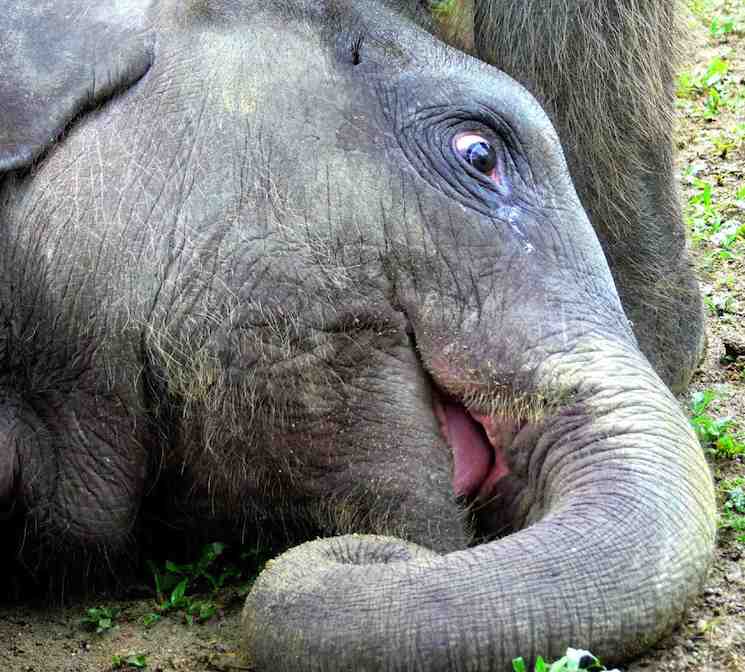 elephant baby-cc-niel schubert
