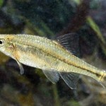 minnow by Oregon Fish and Wildlife Service