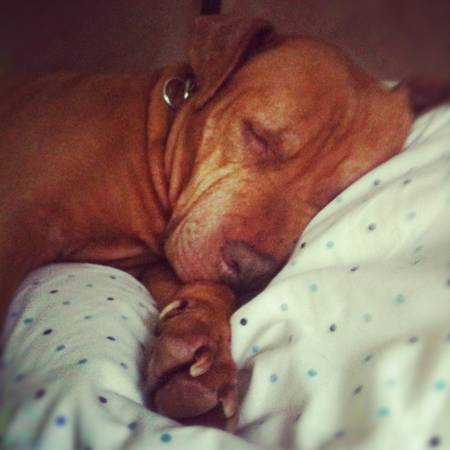 pitbull-sleeping-family-photoCraigslist