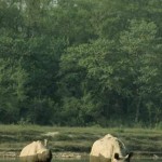 Rhinos half-wet Michael Gunther for WWF-stories