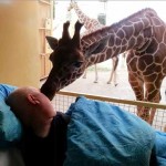 giraffe kisses dying zooworker
