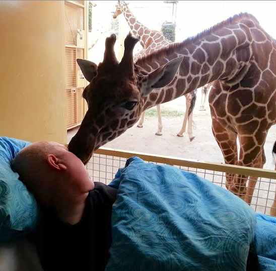 giraffe kisses dying zooworker