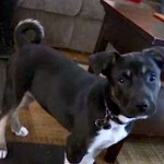 puppy mix saves MI family from gas fumes-HumaneSociety