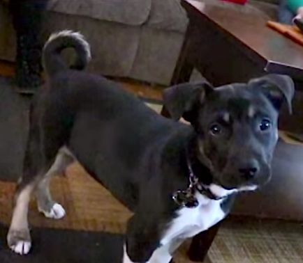 puppy mix saves MI family from gas fumes-HumaneSociety