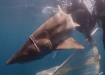 shark rescue choking-SeaLifeAquarium
