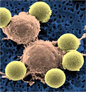 t-cells-UofPennsylvania