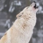 wolf white howling-youtube
