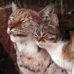 lynx-and-house-cat-Russian-zoo-cu